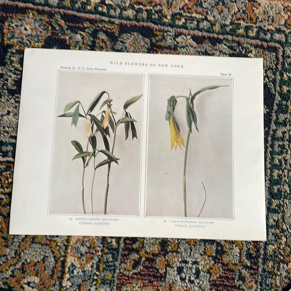 🌹FREE w/purchase Antique Botanical Plant Print Original over 100 years old